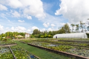 Lily ponds