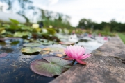 Water lily