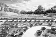 Lily ponds