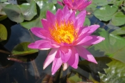 Water lily