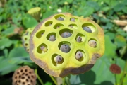 Lotus pod