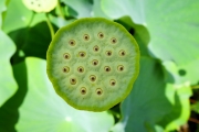 Lotus pod