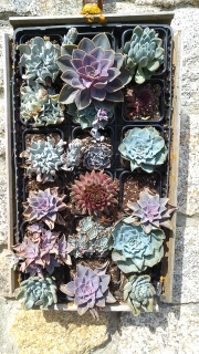 Succulents at Minack Theatre