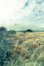 Goonhilly nature reserve