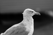 Seagull