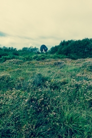 Goonhilly nature reserve