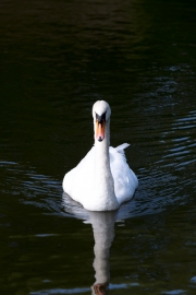 Swan