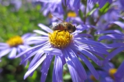 Aster with Bee