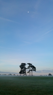 Mist, trees and the moon