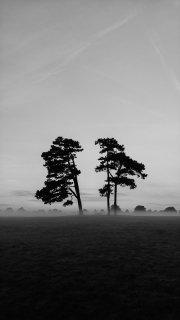 Trees, black and white