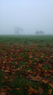 Fog and autumn leaves