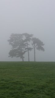 Fog