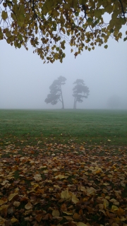 Fog and autumn leaves