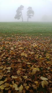 Fog and autumn leaves