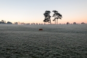 Frost and dog walker