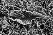 Frosty leaf