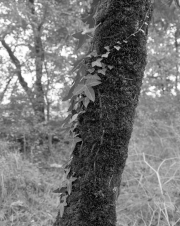 Tree, France