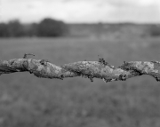 Branch and Barbed Wire, France