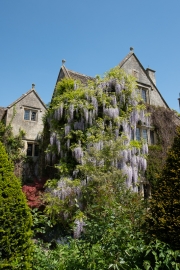 Wisteria