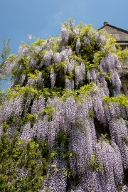 Wisteria