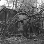 Trees and Derelict Building