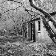 Trees and Derelict Building