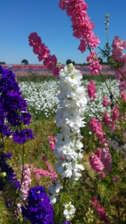 Confetti Flowers