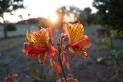 Flower at Sunset