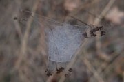 Dew on a Web