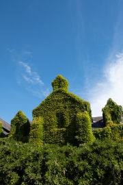 Ivy-Covered House