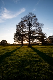 Tree Shadow