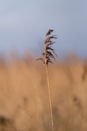 Wild Grass