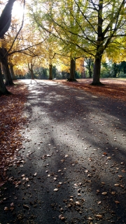 Autumn Leaves and Shadows