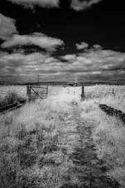 Grasses & sky (IR)