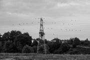 Pylons, wires & birds