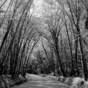 Tree-lined road