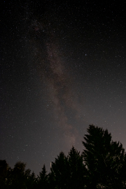 Milky Way over the trees