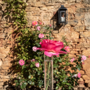 Rose in a vase