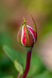 Rose bud