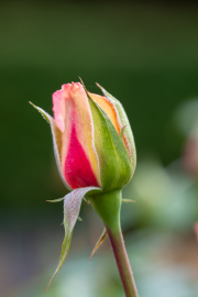 Rose bud