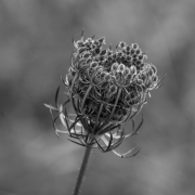 Thistle bud