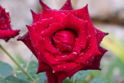 Rose with droplets