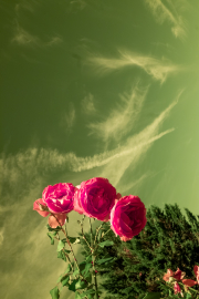 Rose with sky (orange filter)