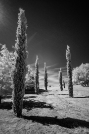 Trees, with infra-red filter