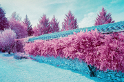 Wisteria, colour infra-red film