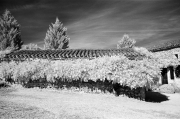 Wisteria, infra-red film