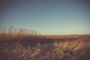 Reeds and winter sky