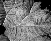 Gunnera Leaf