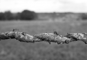 Branch wrapped around barbed wire