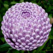 Ceramic Dahlia